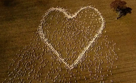 مزارع أسترالي لم يتمكن من حضور جنازة عمته.. فودّعها بفيديو الأغنام صورة رقم 1