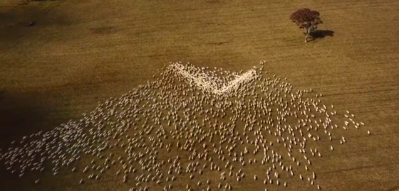 مزارع أسترالي لم يتمكن من حضور جنازة عمته.. فودّعها بفيديو الأغنام صورة رقم 3