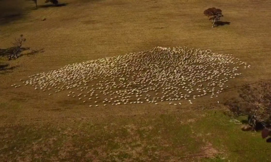 مزارع أسترالي لم يتمكن من حضور جنازة عمته.. فودّعها بفيديو الأغنام صورة رقم 2