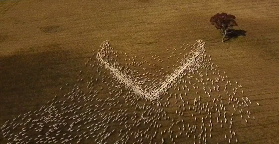 مزارع أسترالي لم يتمكن من حضور جنازة عمته.. فودّعها بفيديو الأغنام صورة رقم 4