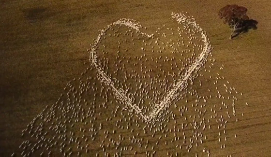 مزارع أسترالي لم يتمكن من حضور جنازة عمته.. فودّعها بفيديو الأغنام صورة رقم 5