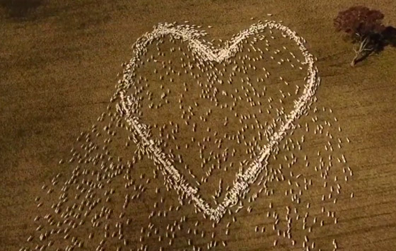 مزارع أسترالي لم يتمكن من حضور جنازة عمته.. فودّعها بفيديو الأغنام صورة رقم 7