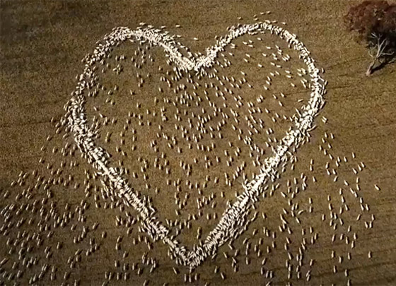 مزارع أسترالي لم يتمكن من حضور جنازة عمته.. فودّعها بفيديو الأغنام صورة رقم 8