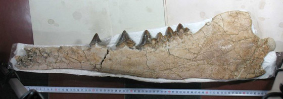 مصر.. اكتشاف حوت برمائي نادر يستطيع العيش تحت الماء وفوق اليابسة صورة رقم 5