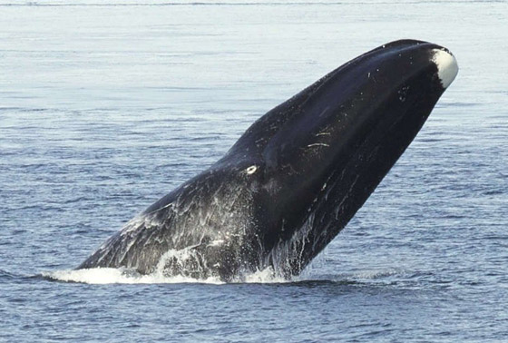 حيوانات خالدة لا تصدق.. تعرفوا إلى أطول 10 مخلوقات عمرا! صور صورة رقم 1