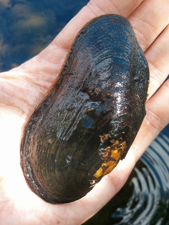 حيوانات خالدة لا تصدق.. تعرفوا إلى أطول 10 مخلوقات عمرا! صور صورة رقم 3