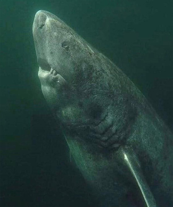 حيوانات خالدة لا تصدق.. تعرفوا إلى أطول 10 مخلوقات عمرا! صور صورة رقم 4