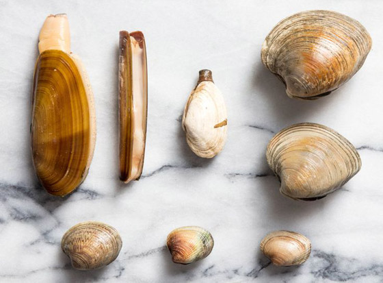 حيوانات خالدة لا تصدق.. تعرفوا إلى أطول 10 مخلوقات عمرا! صور صورة رقم 6