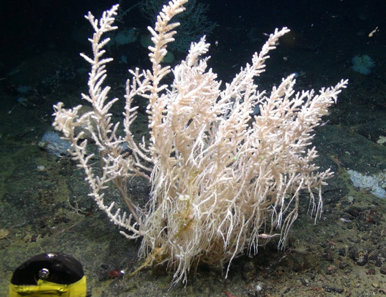 حيوانات خالدة لا تصدق.. تعرفوا إلى أطول 10 مخلوقات عمرا! صور صورة رقم 7