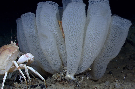 حيوانات خالدة لا تصدق.. تعرفوا إلى أطول 10 مخلوقات عمرا! صور صورة رقم 8