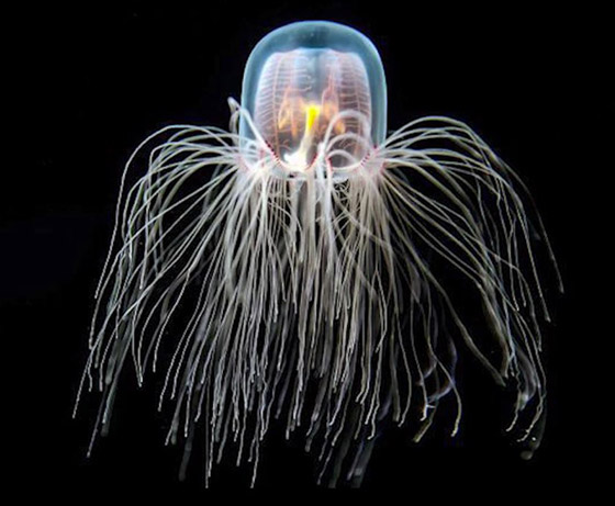 حيوانات خالدة لا تصدق.. تعرفوا إلى أطول 10 مخلوقات عمرا! صور صورة رقم 9