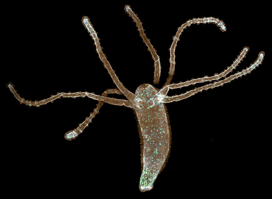 حيوانات خالدة لا تصدق.. تعرفوا إلى أطول 10 مخلوقات عمرا! صور صورة رقم 10