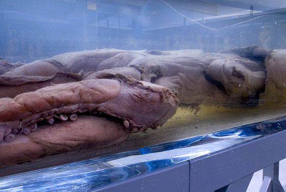 صيد حبار عملاق الأكبر في العالم يكشف عن تزاوج غامض جدا لكنه مثالي صورة رقم 4