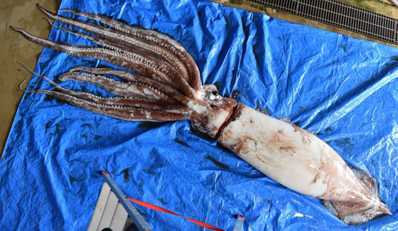 صيد حبار عملاق الأكبر في العالم يكشف عن تزاوج غامض جدا لكنه مثالي صورة رقم 1