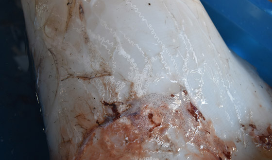 صيد حبار عملاق الأكبر في العالم يكشف عن تزاوج غامض جدا لكنه مثالي صورة رقم 3