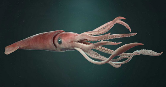 صيد حبار عملاق الأكبر في العالم يكشف عن تزاوج غامض جدا لكنه مثالي صورة رقم 5