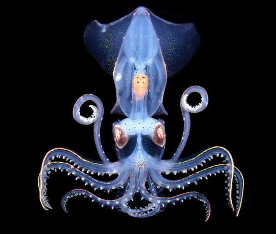 صيد حبار عملاق الأكبر في العالم يكشف عن تزاوج غامض جدا لكنه مثالي صورة رقم 6