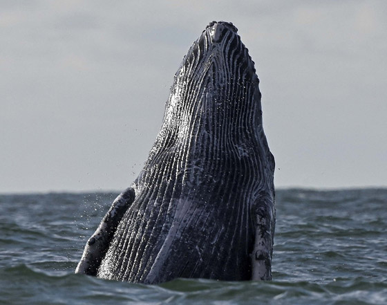 حوت أحدب يفاجئ راكبي أمواج بقفزة هائلة أخرج فيها كامل جسمه.. فيديو صورة رقم 3