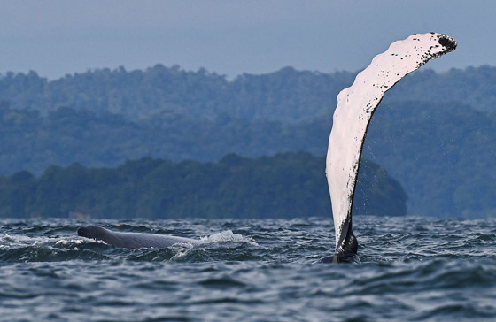 حوت أحدب يفاجئ راكبي أمواج بقفزة هائلة أخرج فيها كامل جسمه.. فيديو صورة رقم 4