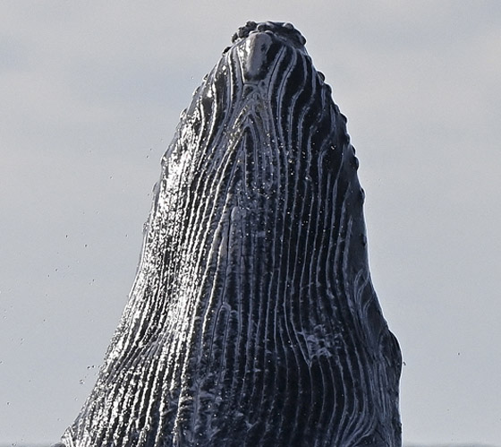 حوت أحدب يفاجئ راكبي أمواج بقفزة هائلة أخرج فيها كامل جسمه.. فيديو صورة رقم 5