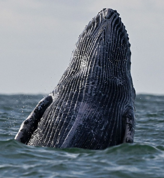 حوت أحدب يفاجئ راكبي أمواج بقفزة هائلة أخرج فيها كامل جسمه.. فيديو صورة رقم 6