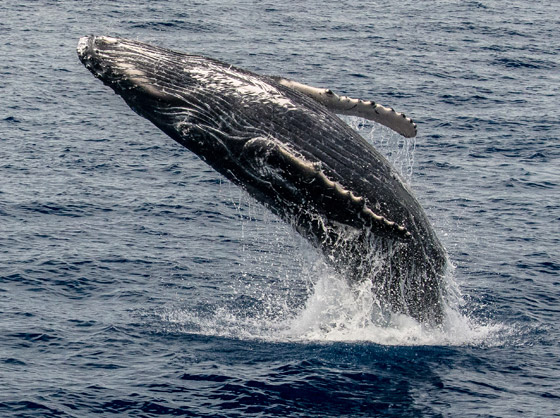 حوت أحدب يفاجئ راكبي أمواج بقفزة هائلة أخرج فيها كامل جسمه.. فيديو صورة رقم 7