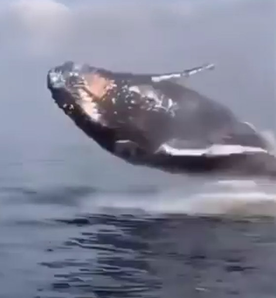 حوت أحدب يفاجئ راكبي أمواج بقفزة هائلة أخرج فيها كامل جسمه.. فيديو صورة رقم 2