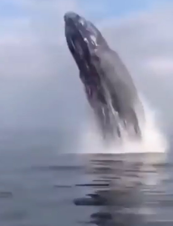 حوت أحدب يفاجئ راكبي أمواج بقفزة هائلة أخرج فيها كامل جسمه.. فيديو صورة رقم 1