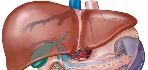 5 معلومات مثيرة عن الكبد صورة رقم 7