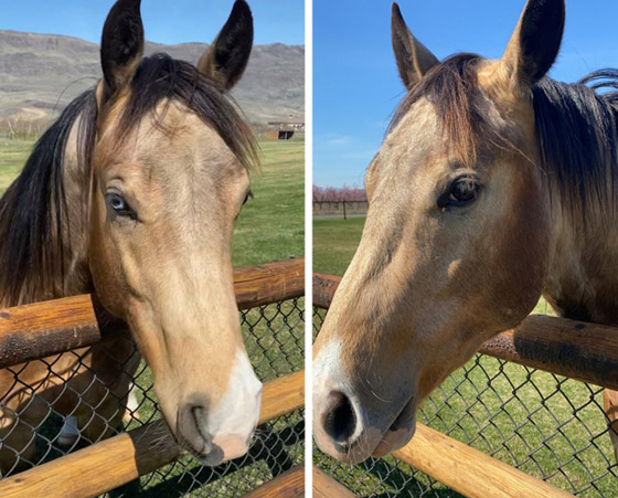 مميزون عن غيرهم.. شاهد أشخاص وحيوانات بعلامات غريبة على أجسامهم صورة رقم 4