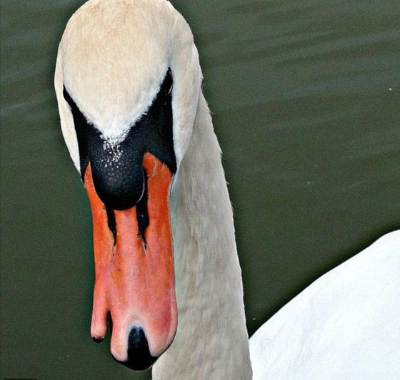 مميزون عن غيرهم.. شاهد أشخاص وحيوانات بعلامات غريبة على أجسامهم صورة رقم 5