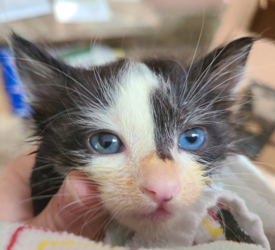 مميزون عن غيرهم.. شاهد أشخاص وحيوانات بعلامات غريبة على أجسامهم صورة رقم 12