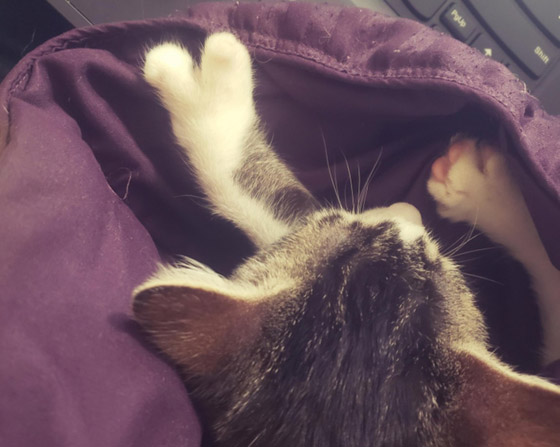 مميزون عن غيرهم.. شاهد أشخاص وحيوانات بعلامات غريبة على أجسامهم صورة رقم 14