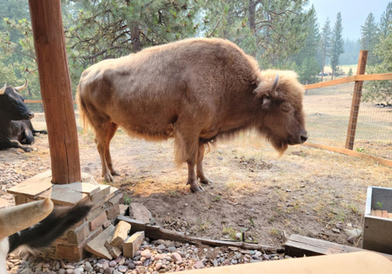 مميزون عن غيرهم.. شاهد أشخاص وحيوانات بعلامات غريبة على أجسامهم صورة رقم 16