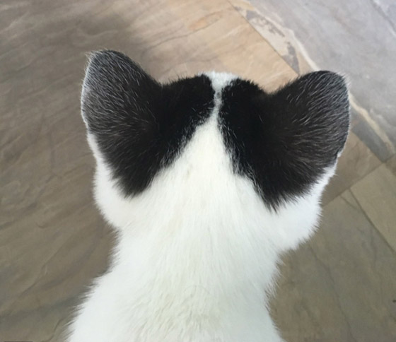 مميزون عن غيرهم.. شاهد أشخاص وحيوانات بعلامات غريبة على أجسامهم صورة رقم 6