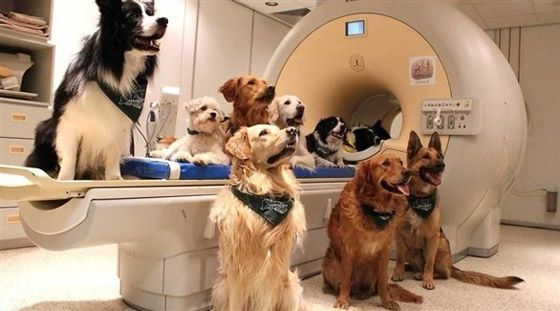 دراسة: الكلاب تستطيع التمييز بين اللغات صورة رقم 1