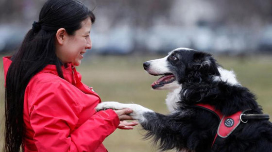 دراسة: الكلاب تستطيع التمييز بين اللغات صورة رقم 3