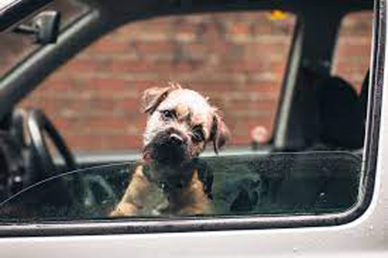 دراسة: الكلاب تستطيع التمييز بين اللغات صورة رقم 4