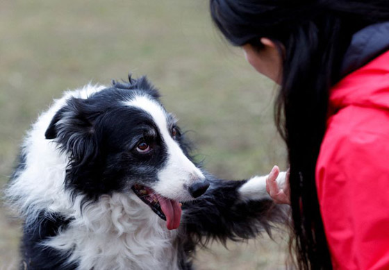 دراسة: الكلاب تستطيع التمييز بين اللغات صورة رقم 5