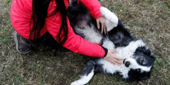 دراسة: الكلاب تستطيع التمييز بين اللغات صورة رقم 6