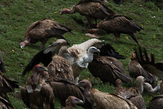 أغرب عادات دفن الموتى حول العالم صورة رقم 5