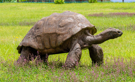 أقدم كائن فوق الأرض.. سلحفاة تحتفل بعيد ميلادها الـ190 وتحطم أرقاما قياسية صورة رقم 3