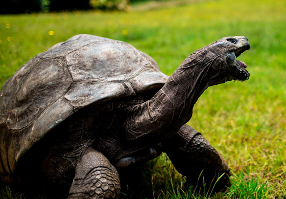 أقدم كائن فوق الأرض.. سلحفاة تحتفل بعيد ميلادها الـ190 وتحطم أرقاما قياسية صورة رقم 4