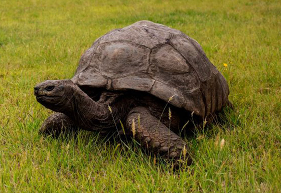 أقدم كائن فوق الأرض.. سلحفاة تحتفل بعيد ميلادها الـ190 وتحطم أرقاما قياسية صورة رقم 1