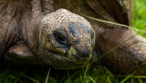 أقدم كائن فوق الأرض.. سلحفاة تحتفل بعيد ميلادها الـ190 وتحطم أرقاما قياسية صورة رقم 5