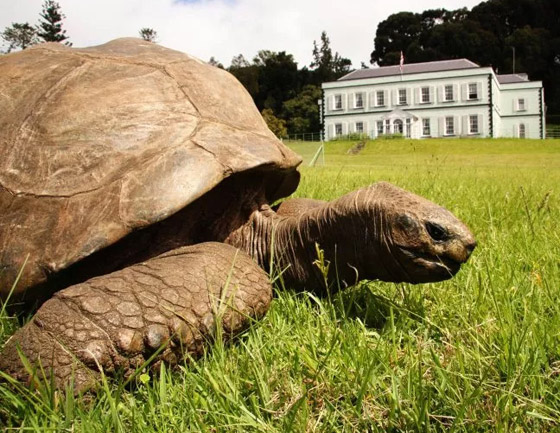 أقدم كائن فوق الأرض.. سلحفاة تحتفل بعيد ميلادها الـ190 وتحطم أرقاما قياسية صورة رقم 6