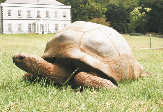 أقدم كائن فوق الأرض.. سلحفاة تحتفل بعيد ميلادها الـ190 وتحطم أرقاما قياسية صورة رقم 7