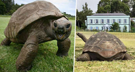 أقدم كائن فوق الأرض.. سلحفاة تحتفل بعيد ميلادها الـ190 وتحطم أرقاما قياسية صورة رقم 8