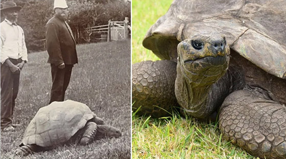 أقدم كائن فوق الأرض.. سلحفاة تحتفل بعيد ميلادها الـ190 وتحطم أرقاما قياسية صورة رقم 9