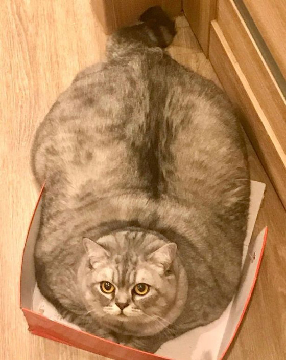 وزنها أثار الجدل.. شاهد.. أضخم قطة في العالم صورة رقم 3